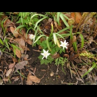 Dryopteris de Borrer, Dryopteris Affinis subsp Borreri (Dryopteridacces) (Europe, Turquie) (1)